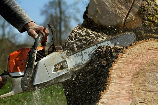 How Our Tree Care Process Works  in  Sullivan Gardens, TN